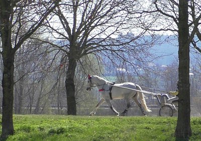 Avenches Training 01 04 2020 F S4150081 Vento