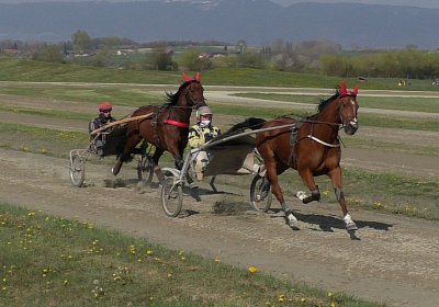 Avenches Training 09 04 2020 D S4170154 Elkador Sonny