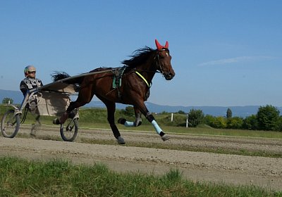 Av 26 05 20 DSC08728 Vessillo