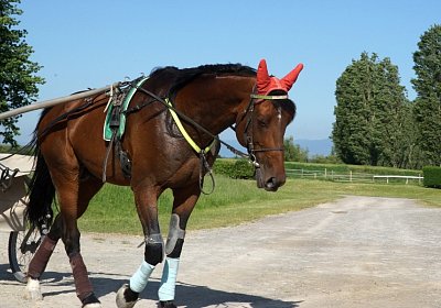 Av 26 05 20 DSC08790 Vessillo