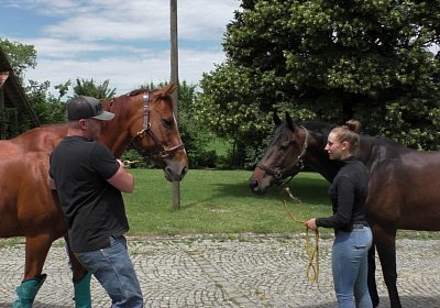 S4260029 Dasty Kugelblitz