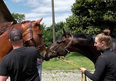 S4260030 Dasty Kugelblitz