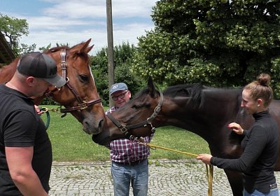 S4260034 Dasty Kugelblitz