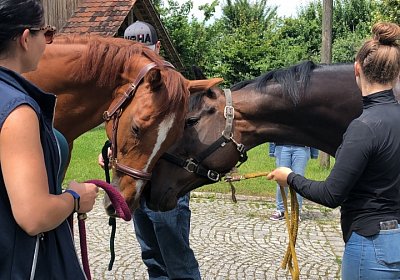 S IMG 2947 Dasty Kugelblitz