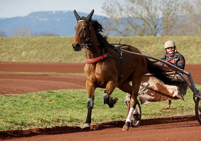 Av 8feb21DSC07816 Fiddle