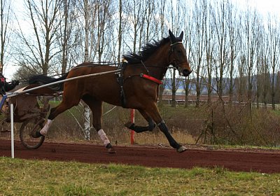 Av 8feb21DSC07842 Fiddle