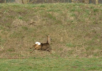 Av 8feb21Flitzer DSC07801