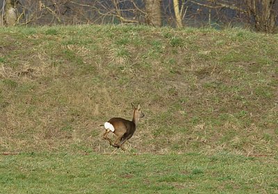 Av 8feb21Flitzer DSC07802