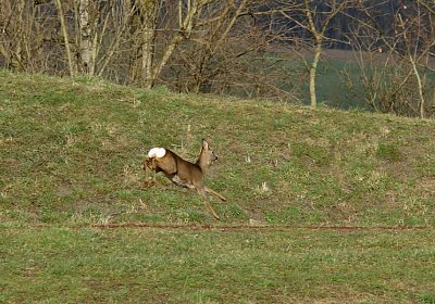 Av 8feb21Flitzer DSC07809