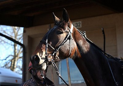 Av 17feb21DSC08217 Ina