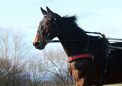 Av 17feb21DSC08249 Ina