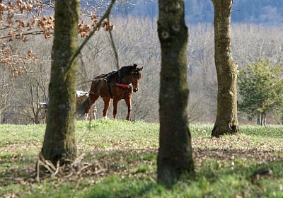 Av 17feb21DSC08456 Rebus