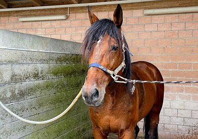 Av 19 05 21 IMG 7273 Vessillo