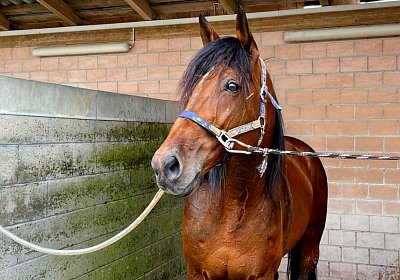 Av 19 05 21 IMG 7274 Vessillo