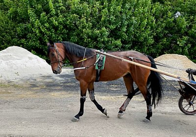 Av 19 05 21 IMG 7300 Noon