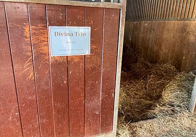 Divina Ankunft 2022 07IMG 5053