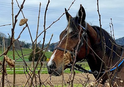 2023 03 23 Elgg N IMG 8559 Fandango