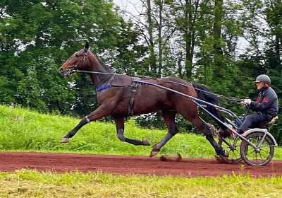 2023 05 26 IMG 2216 Midnight