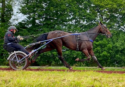 2023 05 26 IMG 2278 Midnight