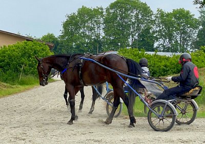 2023 05 26 IMG 2293 Midnight