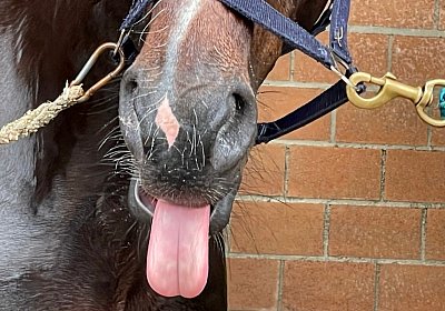 2023 05 26 IMG 2313 Midnight