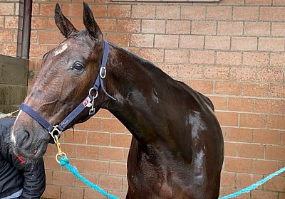 2023 05 26 IMG 2322 Midnight