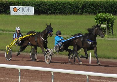 2023 06 09 Av B S7410003 Jack Midnight