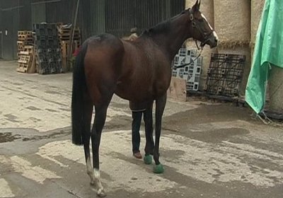 Earl unmittelbar nach seiner Ankunft in Dielsdorf