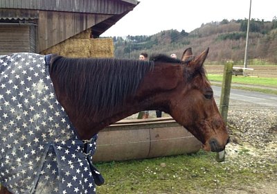 Prince mit seiner Sternen-Decke (schliesslich ist er unser STAR)