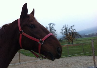 Palmin IMG 0931 [800x600]