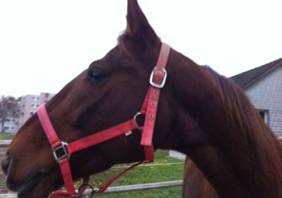 Palmin IMG 0933 [800x600]