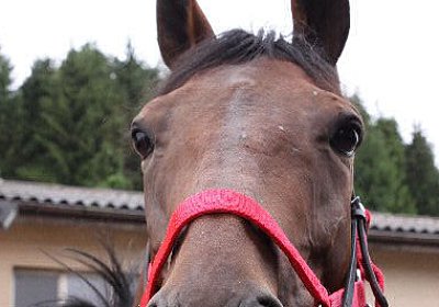 IMG 5214 600x400.jpg