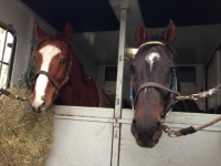 Rushi und Royal z&uuml;geln, 4.1.2013