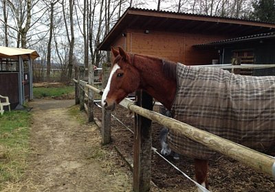 Rushi auf seinem Paddock - ob er etwas ahnt?