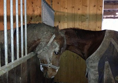 Rushi (versteckt) und sein neuer Kumpel beschnuppern sich