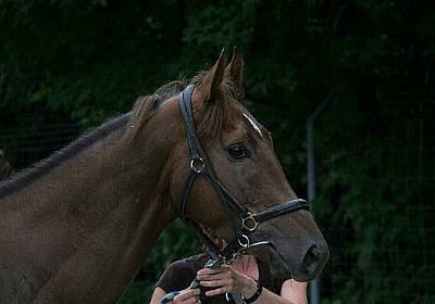 cm aiakos IMG 4433 600x400.jpg