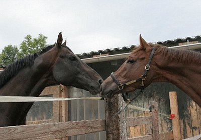 cm aiakos IMG 4503 600x400.jpg