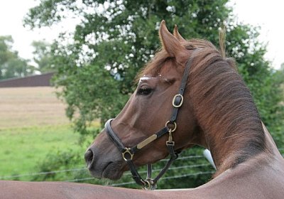 cm aiakos IMG 4565 600x400.jpg