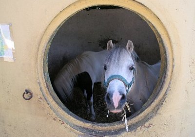 cm pony.jpg