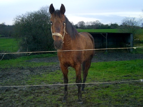 Die neue Allegra-Hoffnung