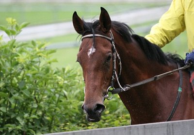 IMG 7196 600x400.jpg