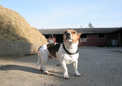 IMG 0806 600x400.jpg