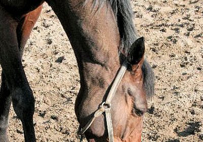 IMG 0811 Rayyan 600x400.jpg