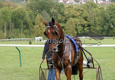 nv 04 01 belgino
