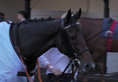 D Hecto S1720047