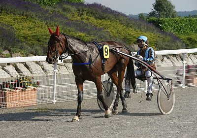 mb DSC02712 Semola GK