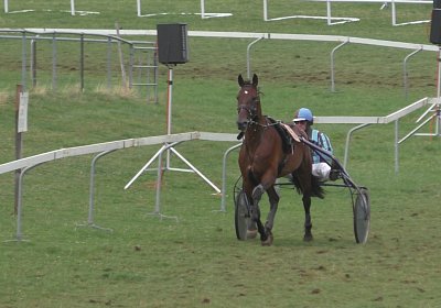 a Top Winner Saignelegier S2080019 (Andere)