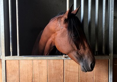 77 IMG 1361 Fernando Reto