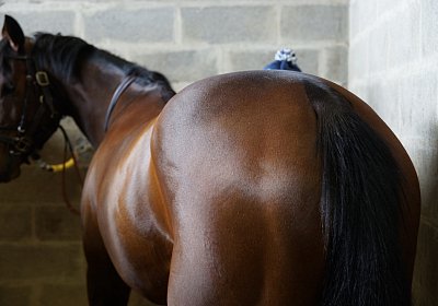 2018 03 22 Jungle Fontainebleau DSC07212