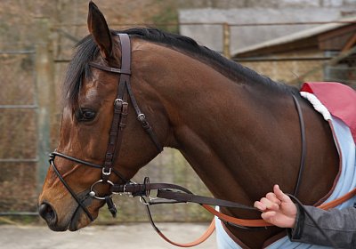 2018 03 22 Jungle Fontainebleau DSC07247